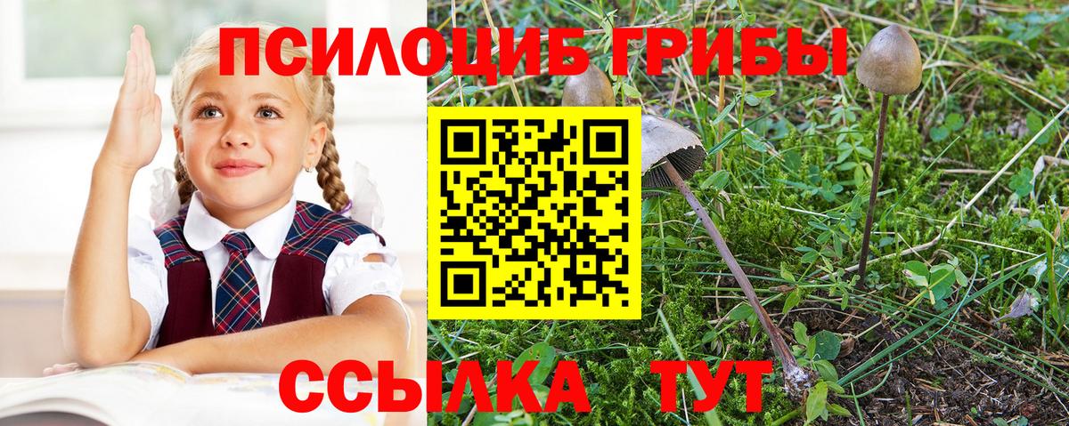 Псилоцибиновые грибы MAGIC MUSHROOMS  Галлюциногенные грибы Cubensis  Назрань  Вход с VPN 
